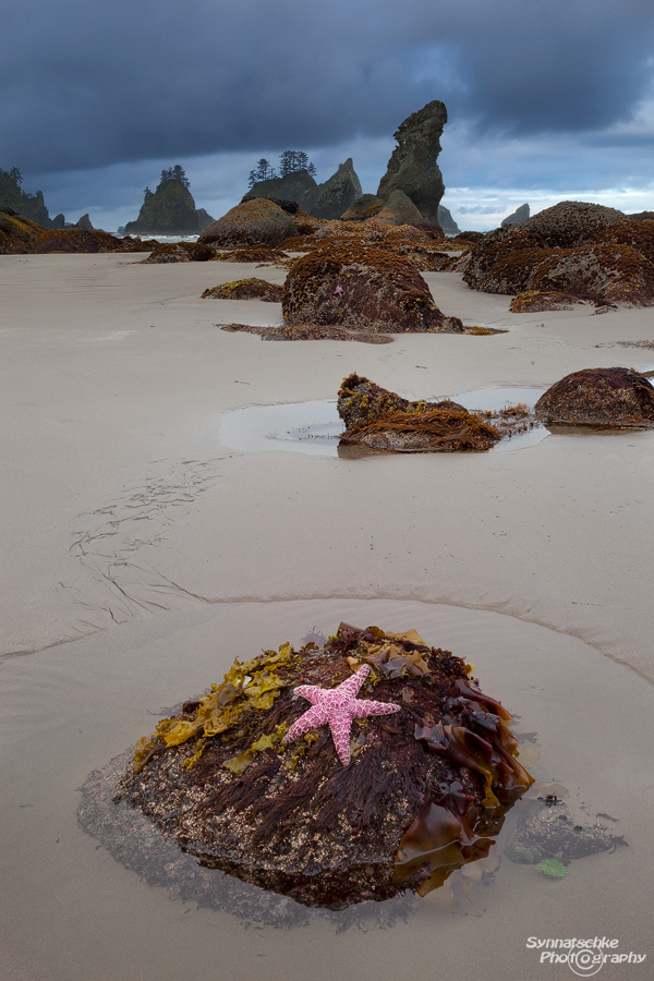 Seastar at Shi Shi Beach