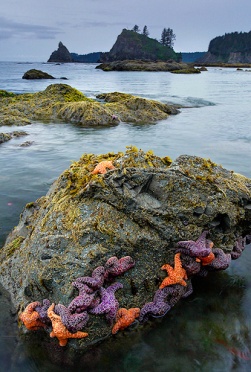 Sea Stars Rock
