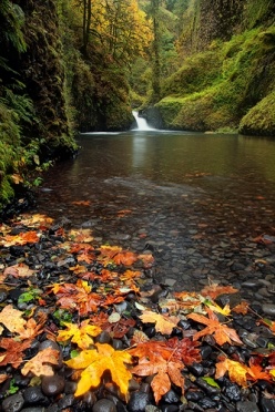 Autumn in the Gorge