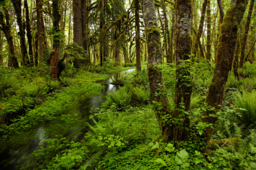 Quinault rain forest