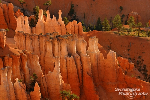 Bryce Hoodoos