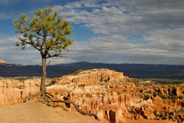 Pine Tree at Bryce Canyon