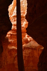 Ponderosa Pine in the Wall Street at Navajo Trail