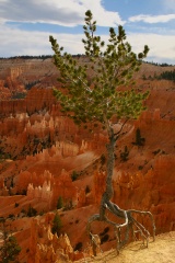 Tree at Sunrise Point