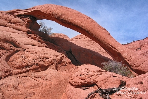 Cobra Arch