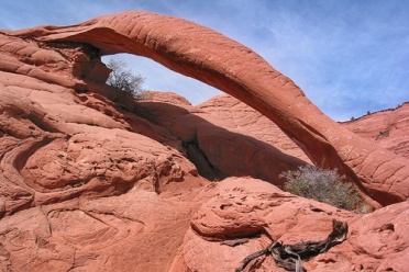 Cobra Arch