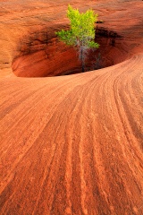 Trapped - Tree in a Dancehall Rock Pothole