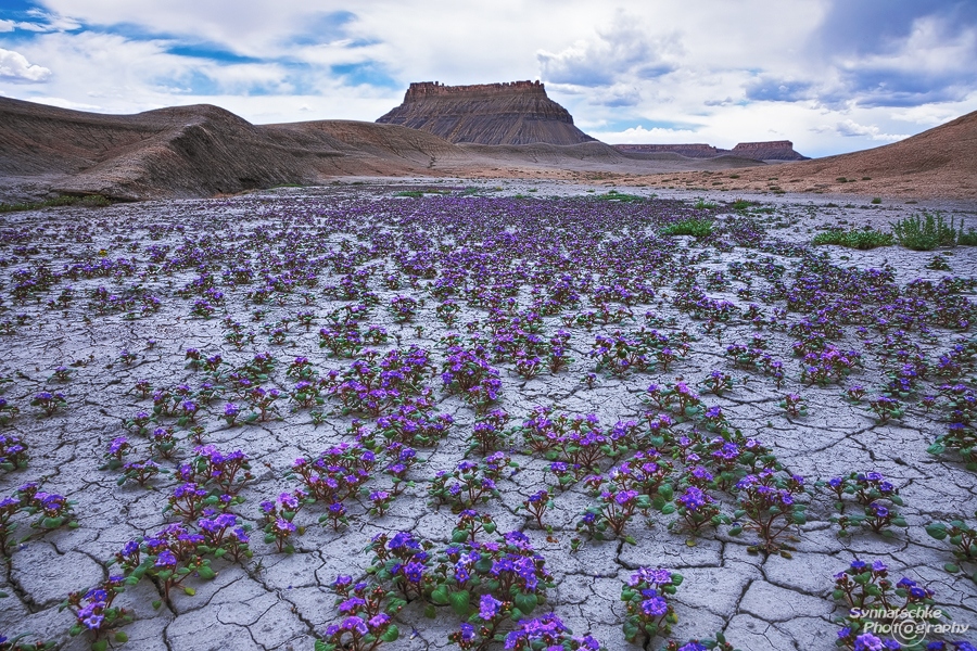 Spring in the Desert