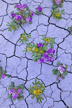 Wildflowers in cracked mud