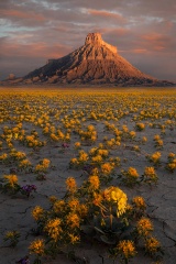 Wildflowers Factory Butte