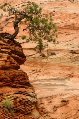 Lonely Pine Tree at the East Entrance