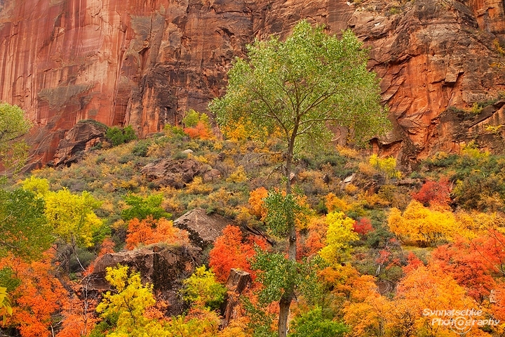 Zion Fall Color Display