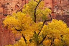 Zion Fall Foliage