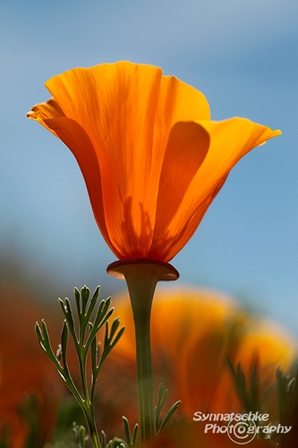 Antelope Valley California Poppy Reserve Close Up