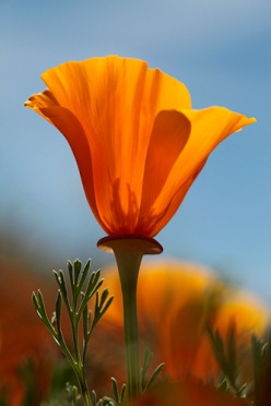 Antelope Valley California Poppy Reserve Close Up