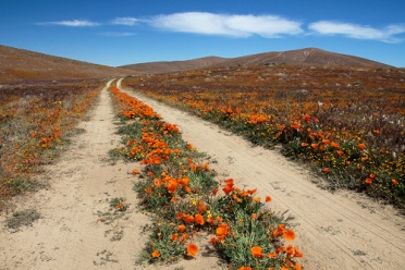 Wildflowers California Poppies on the Road