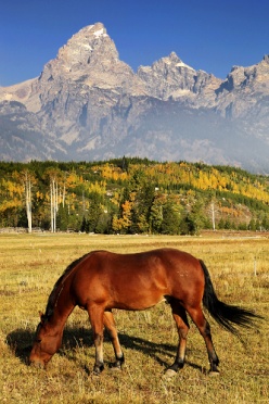 Grand Teton NP Brown Horse