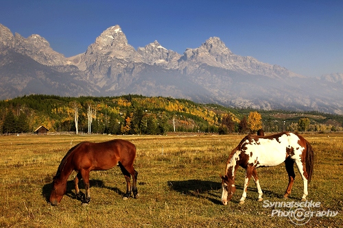 Grand Teton NP Two Horses