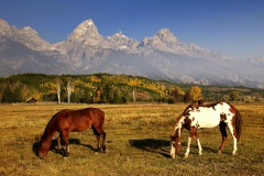Grand Teton NP Two Horses