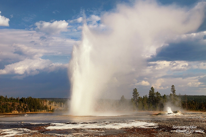 Daisy Geyser