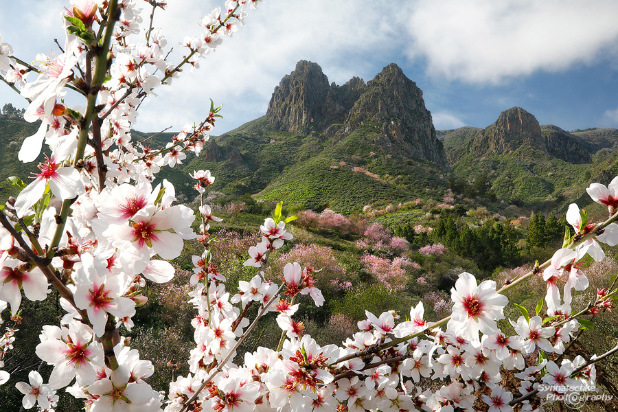 Almond Blossom at Gran Canaria
