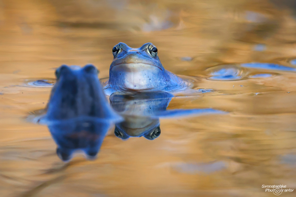 Blue Moor Frogs