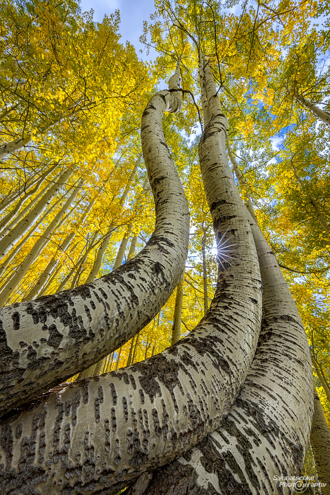 Dancing Aspen Trees in Colorado