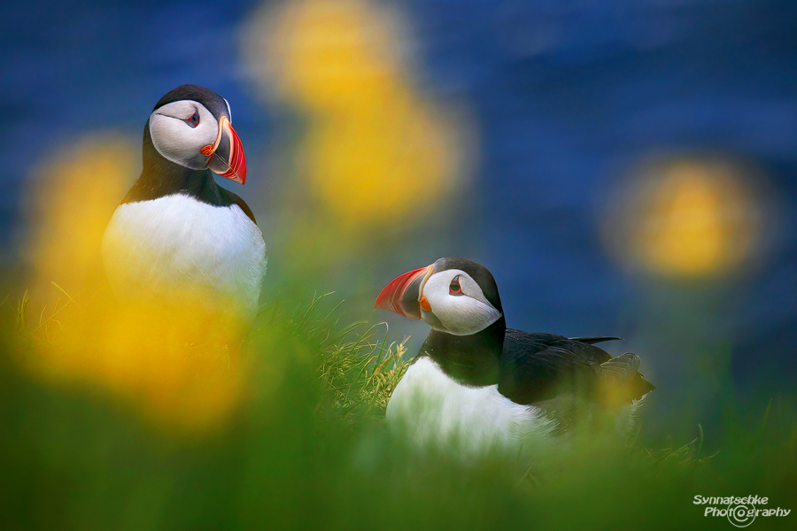 Puffins couple in Iceland