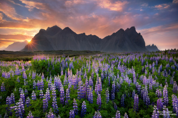 Lupines at Stokksnes